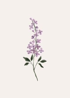 a purple flower with green leaves is shown on a white background in this image, it appears to be an illustration