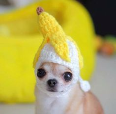 a small dog wearing a crocheted hat with a banana on it's head