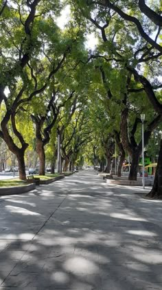 trees line the street in an urban park