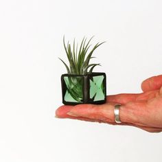 a hand holding a small green plant in a black square container with air plants inside