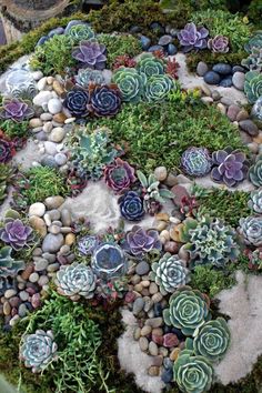 an arrangement of succulents and rocks in a garden