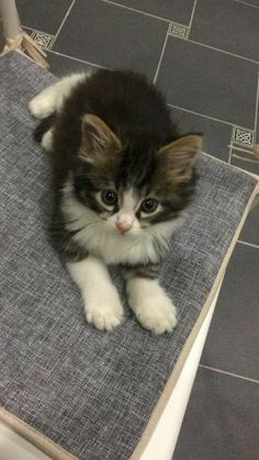 a small kitten sitting on top of a gray and white rug next to a toilet