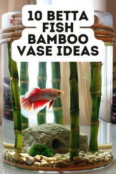 a fish in a glass bowl with bamboo and rocks on the bottom that says 10 betta fish bamboo vase ideas