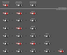 an image of different colors and shapes in the shape of fish's eyes, with numbers