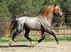 a gray horse running in an enclosed area