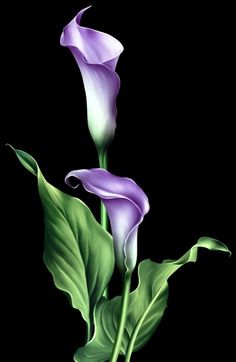 two purple flowers with green leaves on a black background