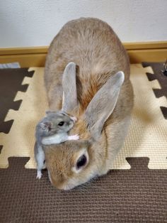 a brown and white rabbit sitting on top of a rug