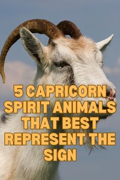 a goat with long horns and the words 5 capricorn spirit animals that best represent the sign