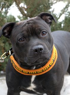 a black and white dog wearing a yellow collar