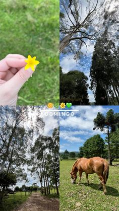 a person holding a small yellow flower in their left hand while standing next to a horse