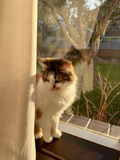 a cat sitting on top of a window sill next to a tree and grass