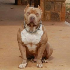 a large brown and white dog sitting on top of a cement floor next to a brick wall