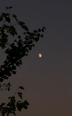 the moon is shining brightly in the sky above some tree branches at dusk or dawn