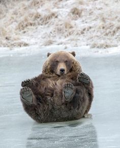 a brown bear is sitting on its back in the water with it's paws up