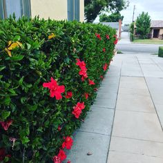 red flowers are growing on the side of a house in front of a green hedge