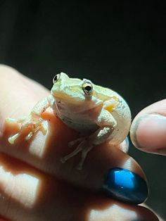 a small frog sitting on top of someone's hand