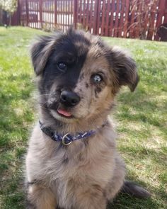 a dog is sitting in the grass and looking at the camera