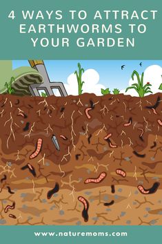 an image of earthworms in the ground with text that reads, 4 ways to attract