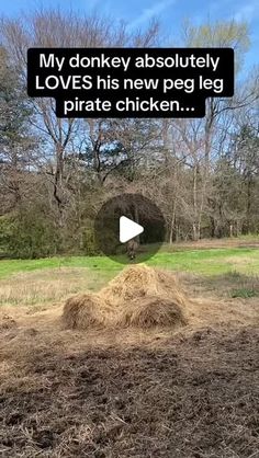 Hobbit Pictures, British Countryside, All Video, Cute Funny Animals, Farm Life, Watch Video, Funny Animal Videos, Animal Gifs, The Hobbit