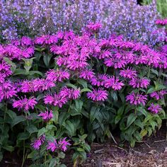 purple flowers are growing next to each other