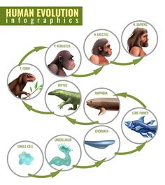 the life cycle of an animal - animals characters