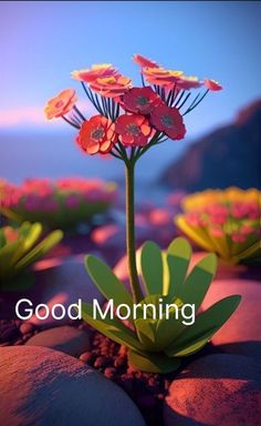 a flower with the words good morning on it in front of some rocks and flowers