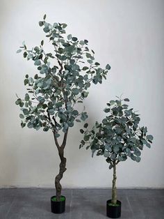 two potted trees sitting next to each other in front of a white wall and floor