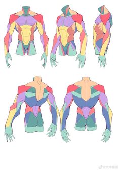 the body is made up of different colors and shapes