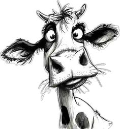 a black and white drawing of a cow's face with eyes wide open looking at the camera