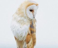 an owl sitting on top of a tree stump in the snow with it's eyes closed