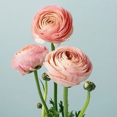 three pink flowers in a vase on a table