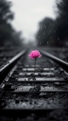 a single pink rose sitting on the end of train tracks in the middle of the rain