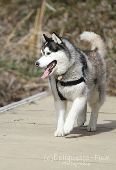 a husky dog is walking on the sidewalk with its tongue out and it's mouth open