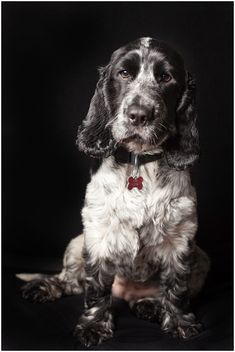 a black and white dog is sitting down