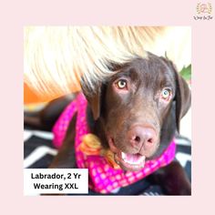 a brown dog with blonde hair wearing a pink bandana and looking at the camera