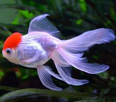 a white and red fish in an aquarium