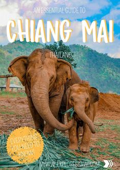 an elephant and its baby are standing in front of the mountains with text that reads, an essential guide to chiang mai