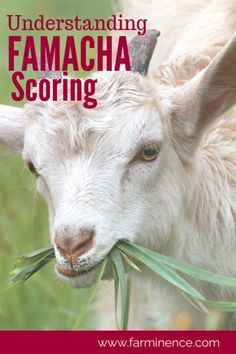 an image of a goat eating grass with the words, understanding famaca scoring