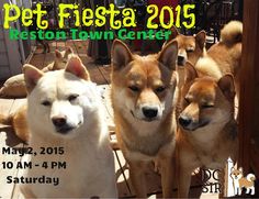 there are four dogs standing together on the deck in front of a sign that says pet fiesta 2013