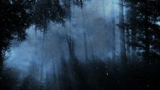 a dark forest filled with lots of trees covered in fog and rain falling from the sky