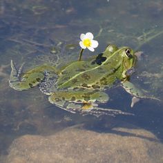 a frog is floating in the water with a flower on it's back end