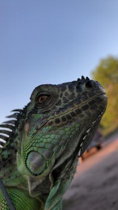 an iguana looking at the camera while standing in front of some trees