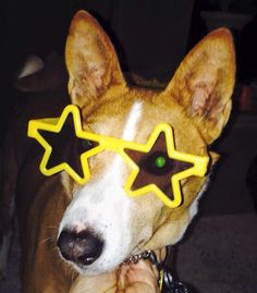 a dog wearing glasses with stars on it's eyes