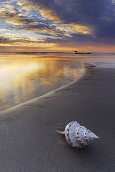 a seashell is laying on the beach at sunset with its reflection in the water