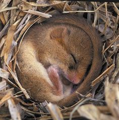 a small animal is sleeping in the straw