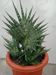 a large green plant in a brown pot