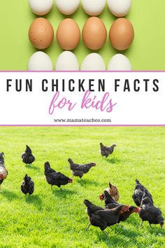 chickens and eggs in the grass with text overlay that reads fun chicken fact for kids