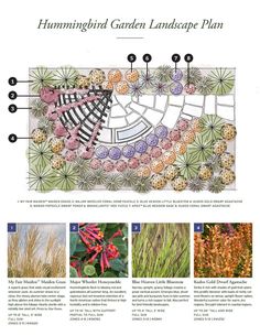 an image of a garden landscape plan with flowers and plants in it's center