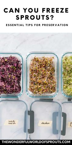 four glass containers filled with different types of sprouts and the words can you freeze sprouts?