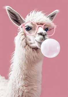 a llama wearing pink glasses blowing bubble